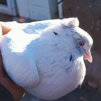 کبوتر|پرنده|بافت, |دیوار