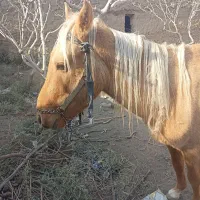 اسب فروشی|اسب و تجهیزات اسب‌سواری|جوین, |دیوار