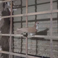 کفتر ماده ساده|پرنده|بیرجند, |دیوار
