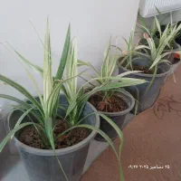 گل  پانتانوس آمریکا یی