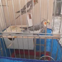 به علت کمبود جا