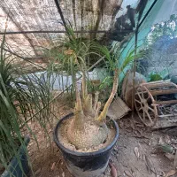 لیندا غول پیکر ۴/۵۰۰|گل و گیاه طبیعی|محمودآباد, |دیوار