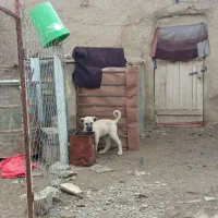 سگ سرابی|سگ|جوکار, |دیوار