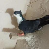 ریش سیاه نر