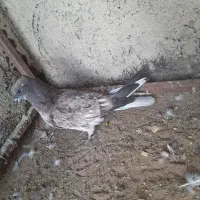 کفتر|پرنده|فولادشهر, فولادشهر|دیوار