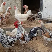 تخم مرغ نطفه دار گلین لری
