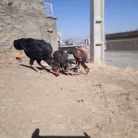 مرغ لاری سیاه اصل|پرنده|مریوان, |دیوار