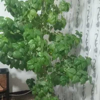 نخل خرما و گل درختی طبیعی|گل و گیاه طبیعی|ثمرین, |دیوار