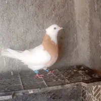 کبوتر طوقی ماده|پرنده|گمیشان, |دیوار