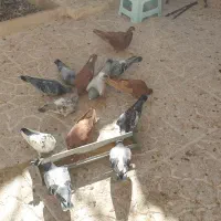 ۸ عدد پلاکی|پرنده|اصفهان, مهدی آباد|دیوار