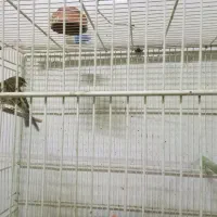 قناری|پرنده|قائن, |دیوار