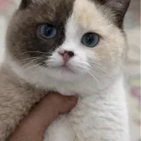 گربه بریتیش کالر پوینت ماده|گربه|مشهد, احمدآباد|دیوار