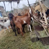 بزرشتی|حیوانات مزرعه|ریگان, |دیوار