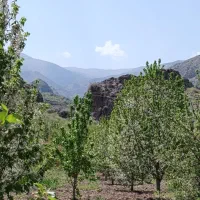 باغ گیلاس زمین 6500متر بهر آسفالت|فروش دفتر صنعتی، کشاورزی، تجاری|قزوین, |دیوار