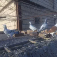 جوجه کفتر|پرنده|ملک‌آباد, |دیوار