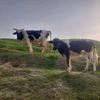 گاو گوساله|حیوانات مزرعه|مسجد سلیمان, |دیوار