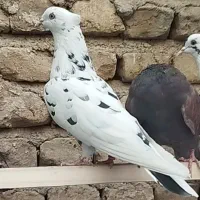 کفتر پلنگی