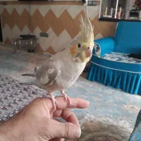 عروس هلندی