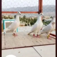 سه تا الماسی  دوتا نر یه ماده|پرنده|فسا, |دیوار