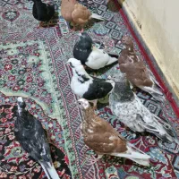 کفتر برا پرودن|پرنده|خرمشهر, |دیوار