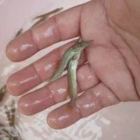 شوک یا ماهی وحشی