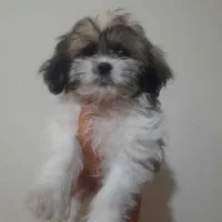 واگذاری شیتزومالتیز