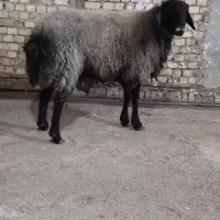 قوج جوان