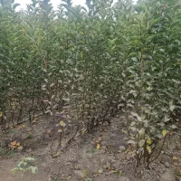 پخش نهال سیب رندرز ریشه لخت و گلدانی|خدمات باغبانی و درختکاری|دورود, |دیوار