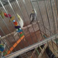 عروس هلندی|پرنده|سنندج, |دیوار