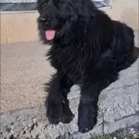 توله ژرمن خالص|سگ|کرج, شهرک سپهر|دیوار