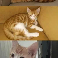 واگذاری سه تا بچه گربه شیرین|گربه|نور, |دیوار