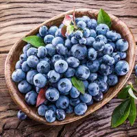 نمایندگی رویال نهال میاندواب در غرب استان اصفهان|گل و گیاه طبیعی|خوانسار, |دیوار