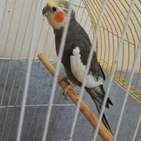 عروس هلندی نژاد سینامون