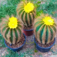 گیاه اپارتمانی کاکتوس