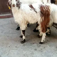 دوتا بره و سه تا بزغاله نر در خونه ای