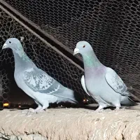 دوتا بدرنگ پلاکی