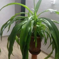گل ذرتی پانزده سالگی|گل و گیاه طبیعی|شیراز, رکن‌آباد|دیوار