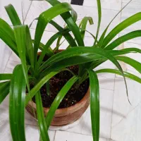 گیاه پاندانوس