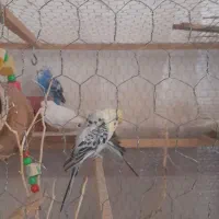 مرغ عشق|پرنده|اردبیل, |دیوار