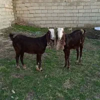 دو عدد بز پاکستانی آبستن|حیوانات مزرعه|گنبد کاووس, |دیوار