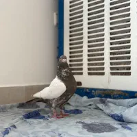 کبوتر فیلی|پرنده|تبریز, |دیوار