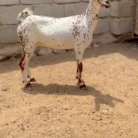 بزغاله آبستن|حیوانات مزرعه|بندر ماهشهر, |دیوار