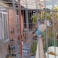 عروس هلندی و طوطی کوتوله|پرنده|مهریز, |دیوار