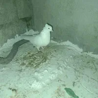 سلام فروش یک جفت کبوتر طوقی|پرنده|دهدشت, |دیوار