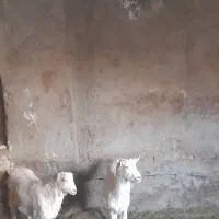 بزوبزغاله سانن