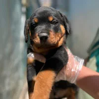 سگ روتوایلر کیفیت بالاrot