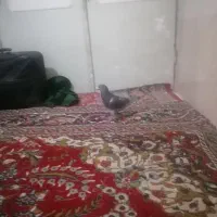 پرنده|حیوانات|چناران, |دیوار