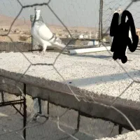 بدرنگ آبی دست اولی|پرنده|شیراز, میانرود|دیوار