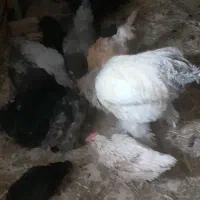 تخم مرغ|حیوانات مزرعه|قم, تعویض پلاک|دیوار