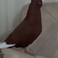 سرخ گارا کبوتر